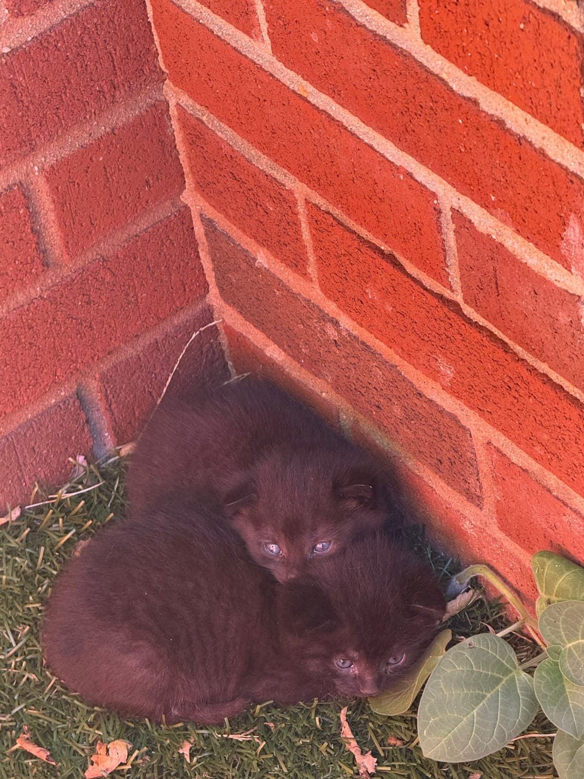 Two black kittens found in the play yard at Hinder Them Not Montessori School.